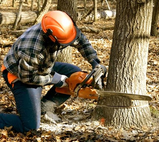 Tree Removal in Burr Oak, MI